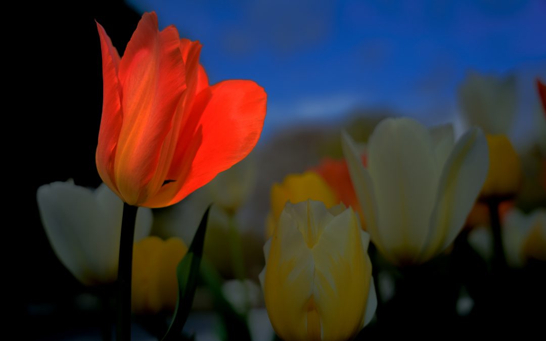 Ideomotorische Fingersignale – sichere Kommunikation in der Hypnose