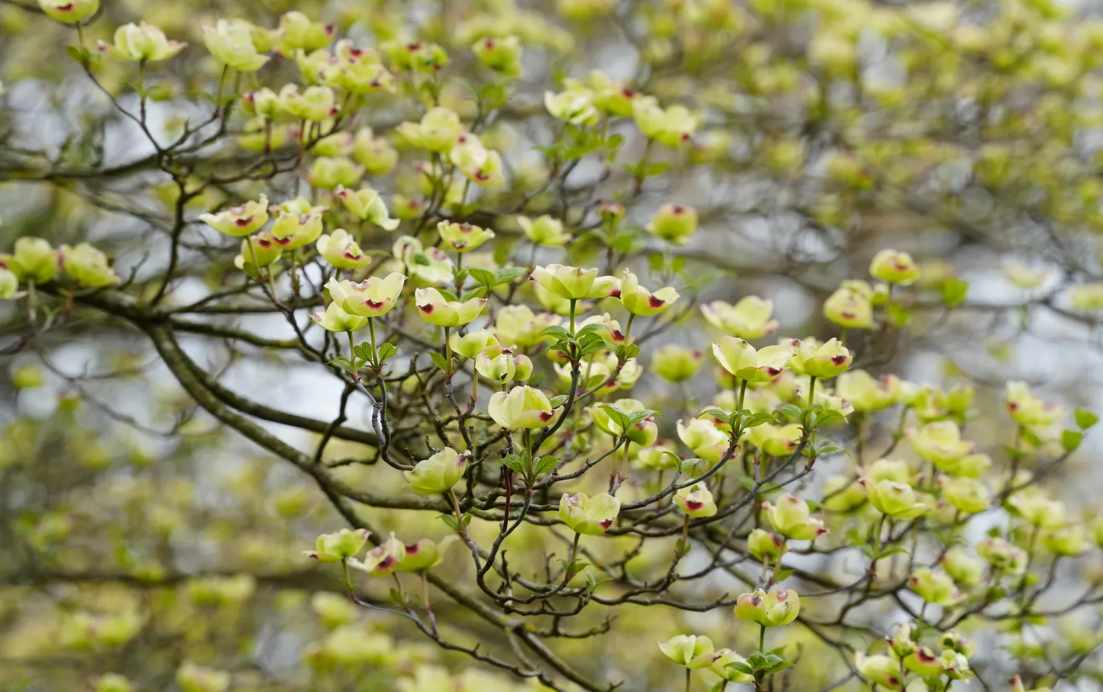 Bl&uuml;hender Zweig im Fr&uuml;hling
