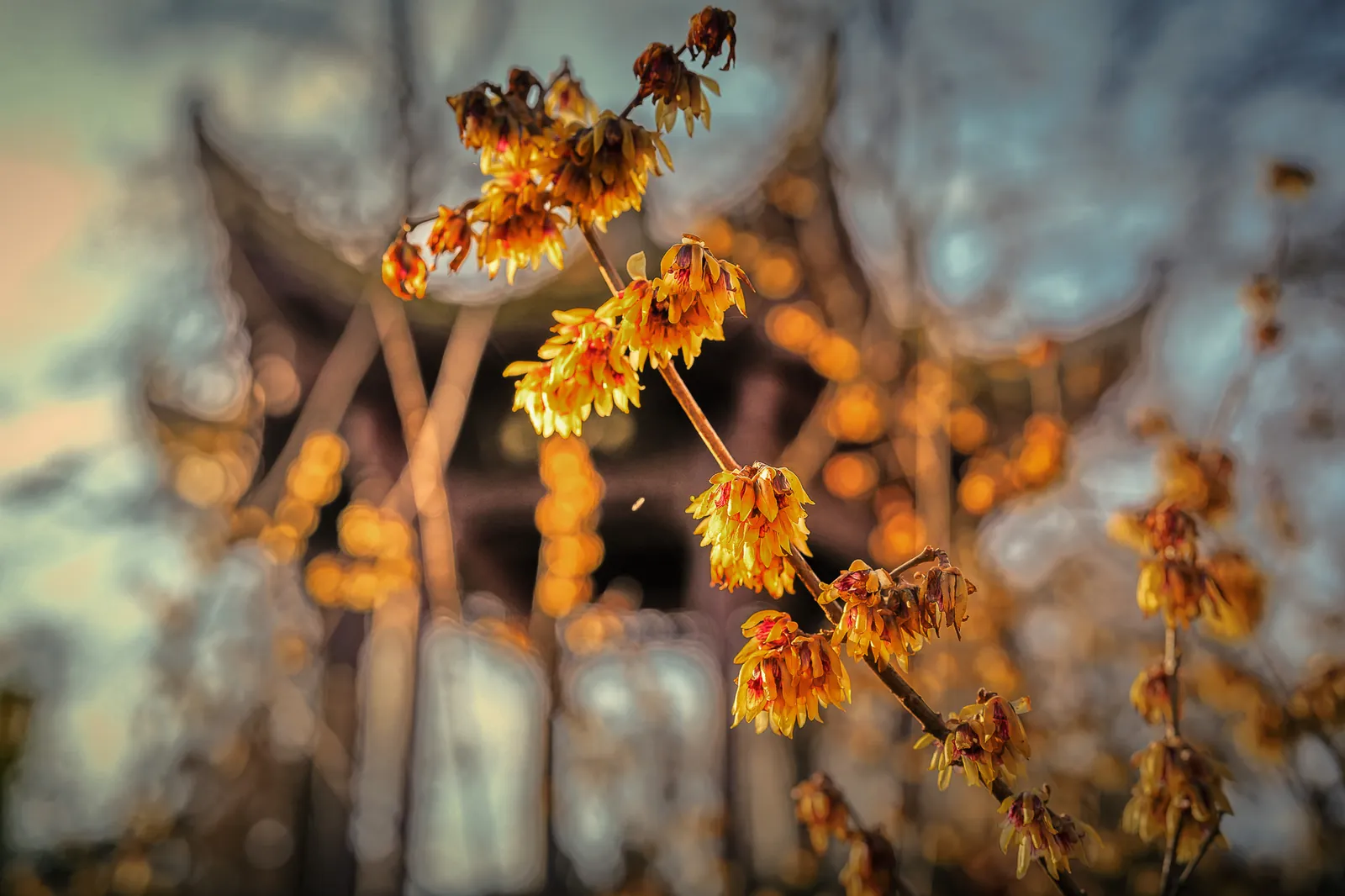 Hamamelisbl&uuml;te &ndash; sie bl&uuml;ht mitten im Winter