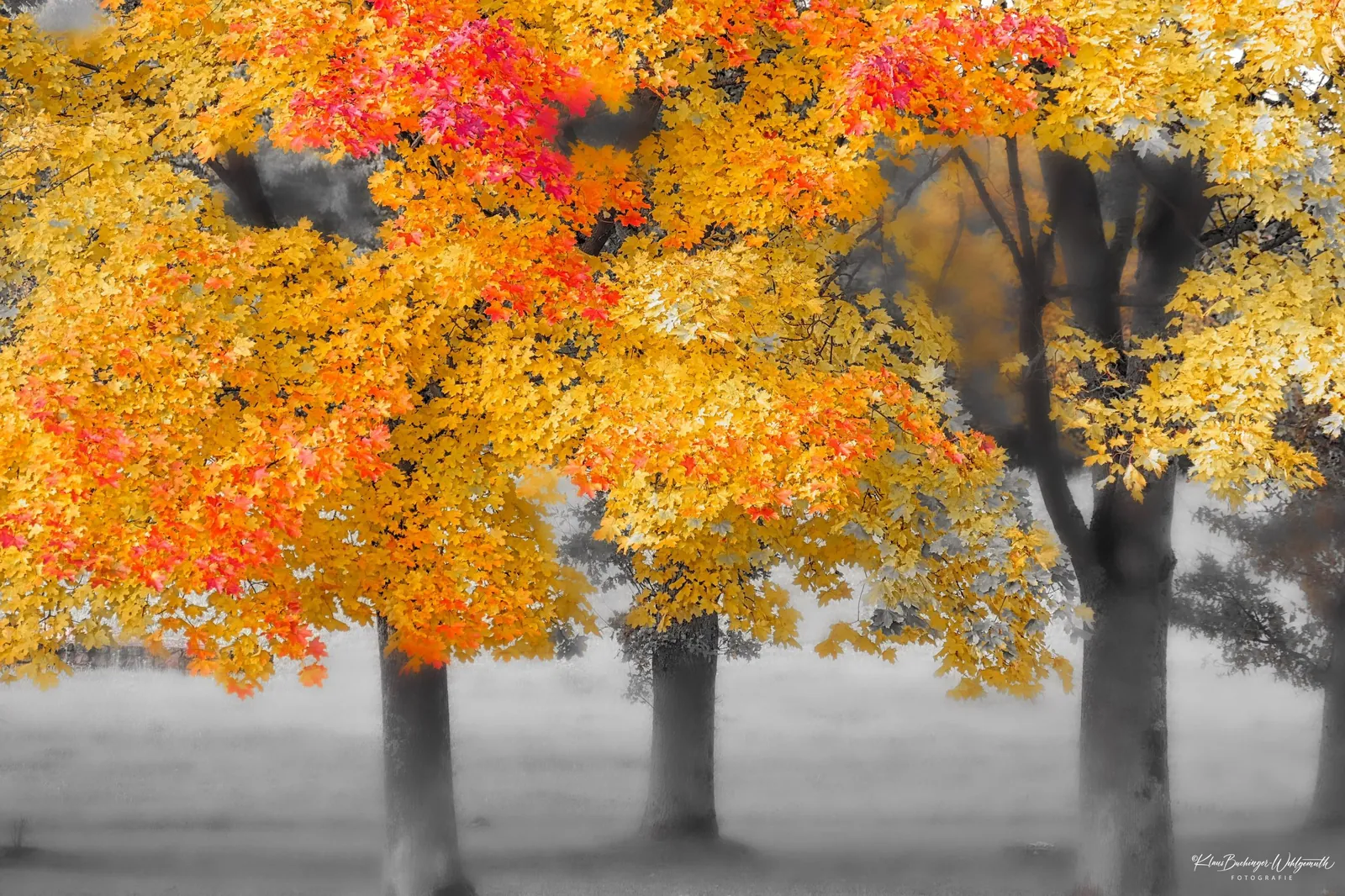 Allee mit Herbstb&auml;umen