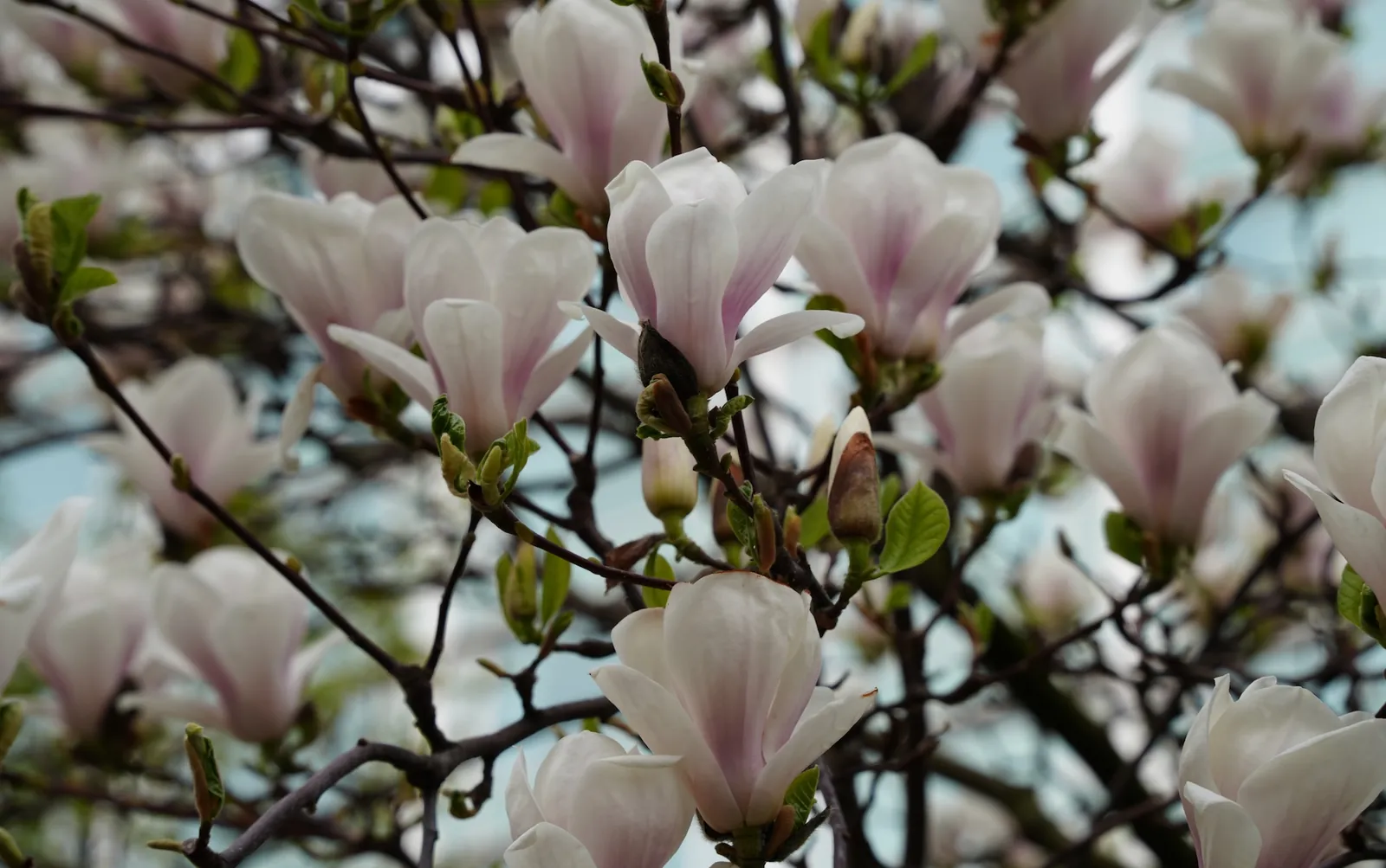 Magnolienbl&uuml;te